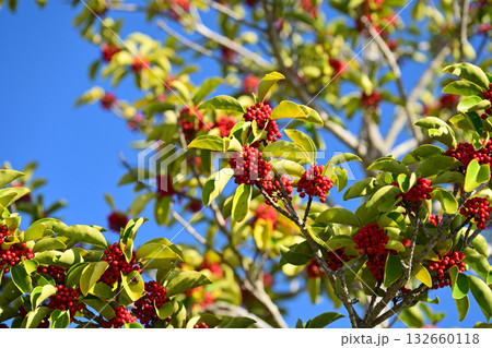 クロガネモチ（縁起物にも） 132660118