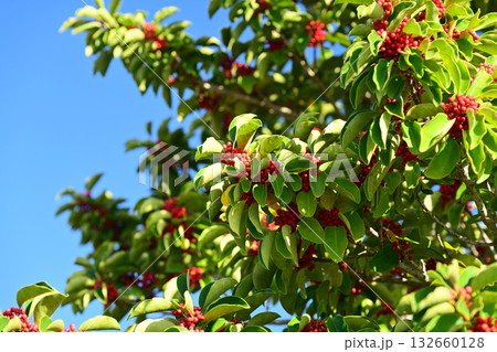 クロガネモチ(縁起物にも) クロガネモチ(縁起物にも) 132660128