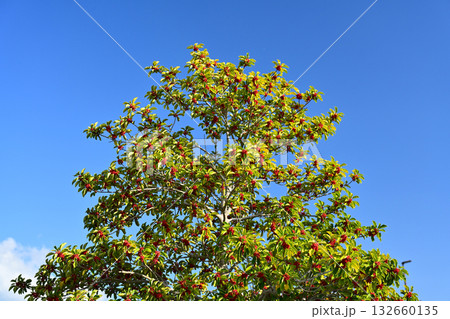 クロガネモチ（縁起物にも） 132660135