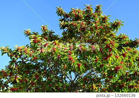 クロガネモチ（縁起物にも） 132660136