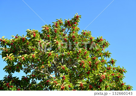 クロガネモチ（縁起物にも） 132660143