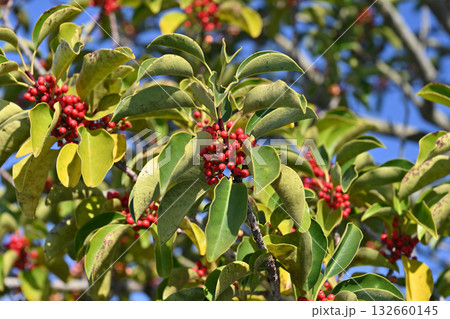 クロガネモチ(縁起物にも) クロガネモチ(縁起物にも) 132660145