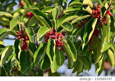 クロガネモチ（縁起物にも） 132660147