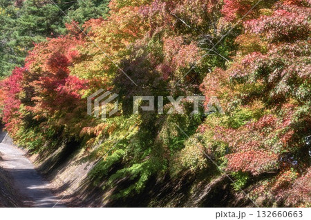 河口湖　紅葉が始まったもみじ回廊 132660663
