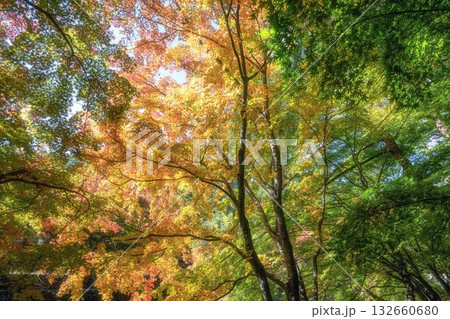 河口湖 紅葉が始まったもみじ回廊 河口湖 紅葉が始まったもみじ回廊 132660680