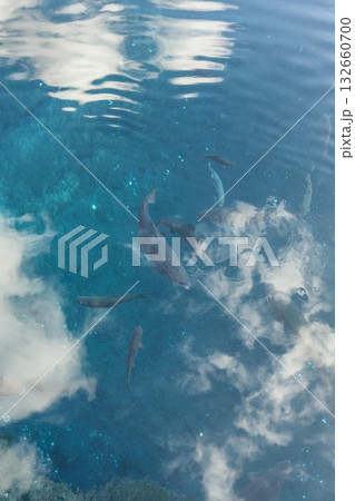 忍野八海 忍野八海 132660700