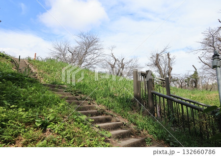 埼玉県北本市のすっかり葉の落ちた桜並木の風景 埼玉県北本市のすっかり葉の落ちた桜並木の風景 132660786