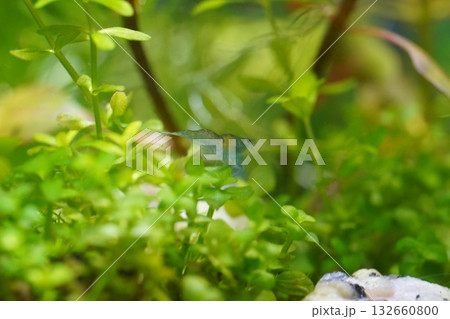 blue freshwater shrimp bring vibrant color to peaceful tanks 132660800