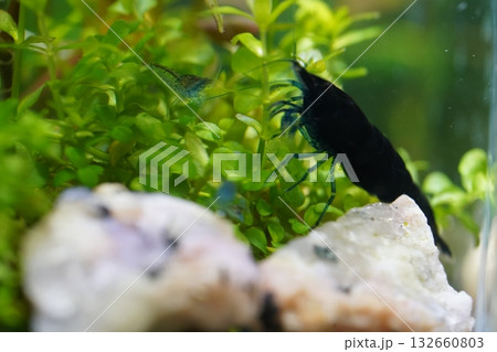 blue diamond shrimp bring deep color to peaceful aquariums 132660803