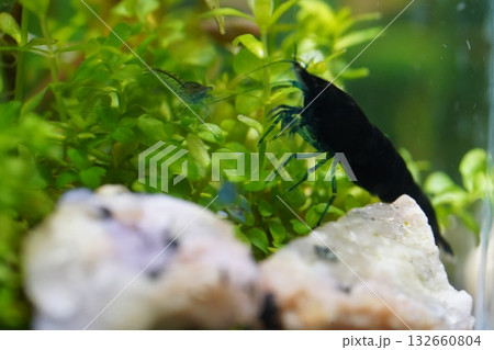 blue diamond shrimp bring deep color to peaceful aquariums blue diamond shrimp bring deep color to peaceful aquariums 132660804