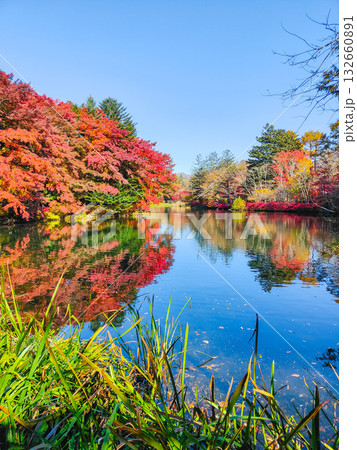 雲場池（秋） 132660891