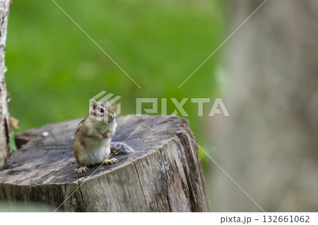 切り株でクルミを食べるシマリス 132661062