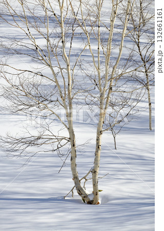 ダケカンバ ダケカンバ 132661161