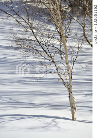 ダケカンバ ダケカンバ 132661162