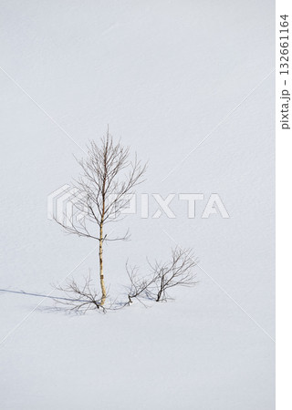 ダケカンバ ダケカンバ 132661164