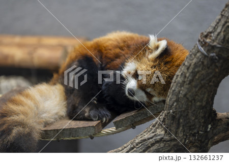 可愛いレッサーパンダ 132661237
