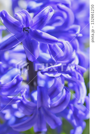 ヒアシンス ヒアシンス 132661250