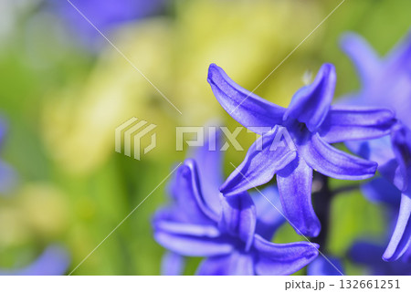 ヒアシンス 132661251