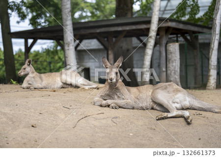 木陰で休むカンガルー 木陰で休むカンガルー 132661373