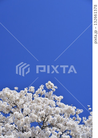 サクラ サクラ 132661378