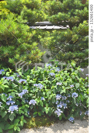 霊源院の甘茶 132661400