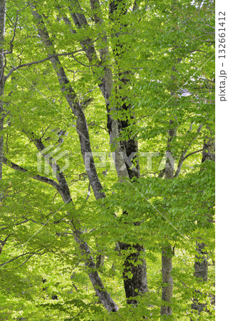 ブナ ブナ 132661412