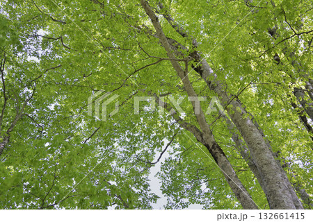 ブナ ブナ 132661415