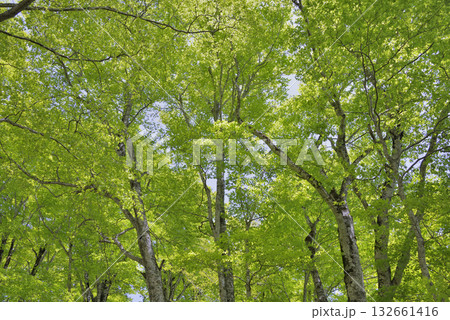 ブナ ブナ 132661416