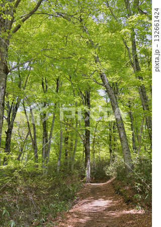 ブナ林 132661424
