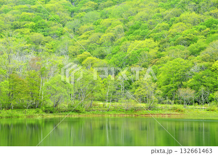 古池 古池 132661463