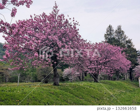 北海道の桜 132661658