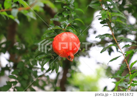 熟した大きなザクロの実   132661672