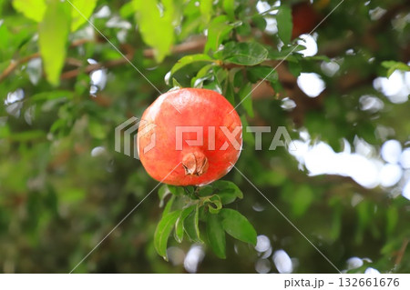 熟した大きなザクロの実 熟した大きなザクロの実 132661676