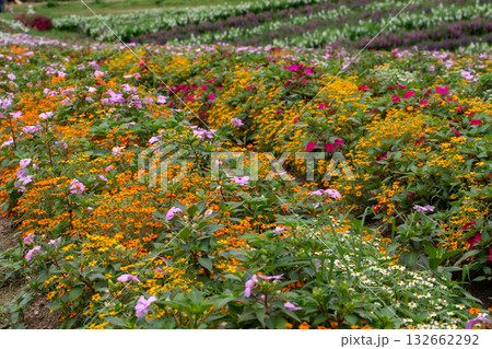 Agriculture, Color Image, Community Garden, Cultivated, Environment Agriculture, Color Image, Community Garden, Cultivated, Environment 132662292
