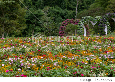 Agriculture, Color Image, Community Garden, Cultivated, Environment Agriculture, Color Image, Community Garden, Cultivated, Environment 132662295