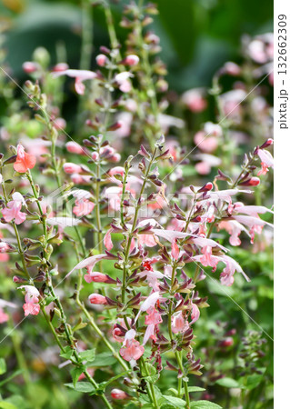 ベニバナサルビア「サマージュエルピンク」Red Salvia 'Summer Jewel Pink' 132662309
