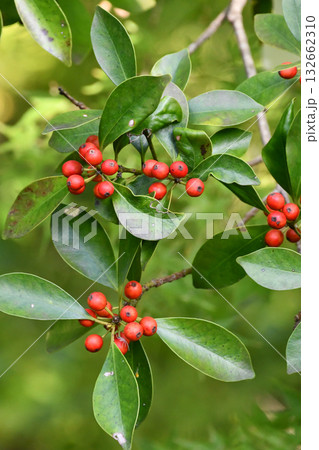 モチノキ（黐の木）　Bird-lime holly 132662310