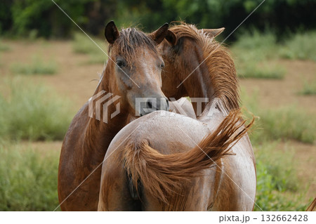 宮古馬 宮古馬 132662428