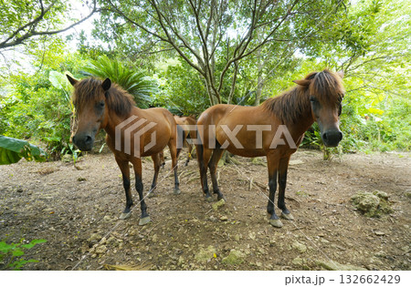 宮古馬 宮古馬 132662429