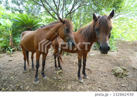 宮古馬 132662430