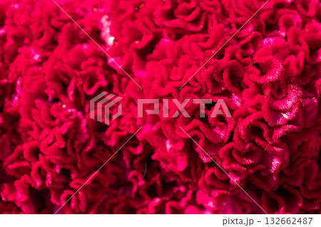 ベルベットのような赤い植物 132662487