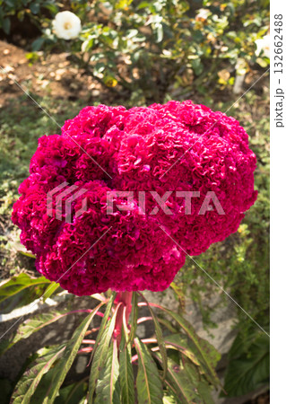 ベルベットのような赤い植物 ベルベットのような赤い植物 132662488