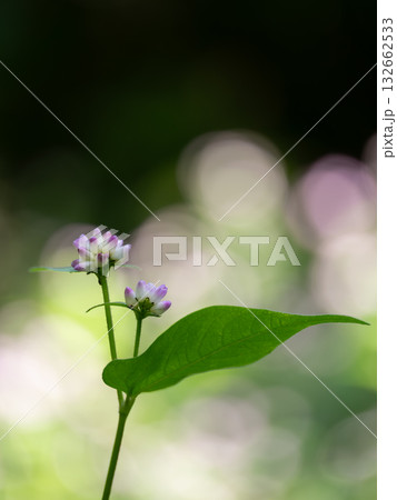 愛らしいミゾソバ 132662533