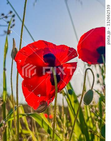 Red poppies bloom under blue sky, symbolizing remembrance and peace. High quality photo Red poppies bloom under blue sky, symbolizing remembrance and peace. High quality photo 132662539