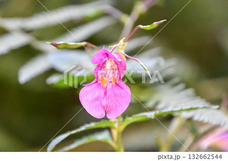 ツリフネソウ　Touch-me-not 132662544