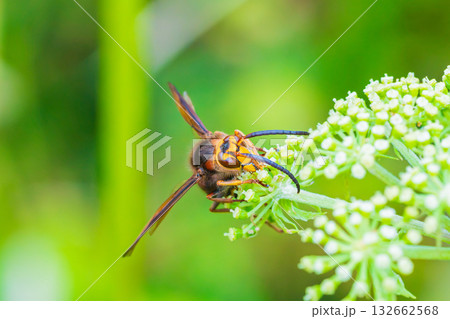 花の蜜に集まるスズメバチ 132662568