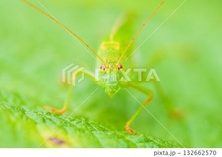 草むらに潜むツユムシ 132662570