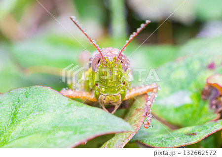 朝露に濡れたイナゴ 132662572