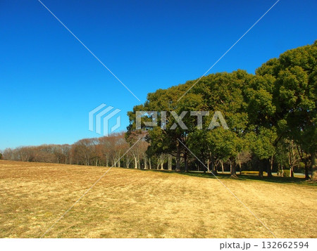 早春のクスノキと枯れ木林と草原の水元風景 132662594