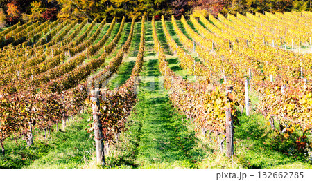 深まる秋の北海道の葡萄畑 132662785